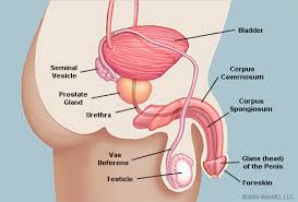 manlig urinvägsinfektion,manlig uretrit,manlig urininkontinens,manligt urinläckage,manligt urinrör,manliga urinröret,manliga urinvägar,manlig fröken ur
