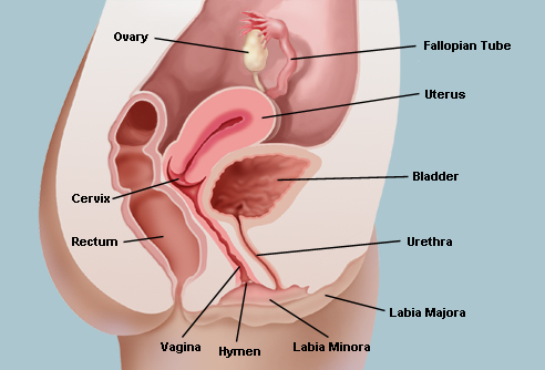 kvinnligt urinrör,kvinnlig urolog,kvinnlig urolog stånd,kvinnlig urkraft,kvinnlig urolog göteborg,kvinnlig urinflaska,kvinnliga urinröret,kvinnlig urinoar,kvinnlig urininkontinens,kvinnlig urkraft rodebjer